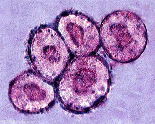 供卵移植内膜八毫米_卵巢早衰供卵试管婴儿_泰国试管婴儿胚胎是如何进行培养